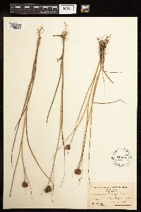 Juncus torreyi image