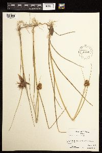 Juncus torreyi image