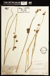 Juncus torreyi image