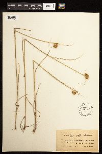 Juncus torreyi image