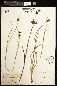 Juncus torreyi image
