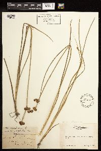 Juncus torreyi image
