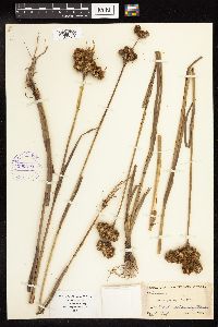 Juncus torreyi image