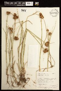 Juncus torreyi image