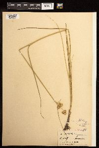 Juncus torreyi image