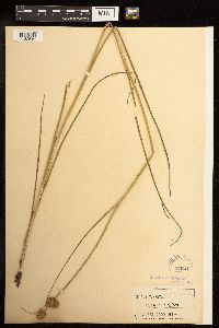 Juncus torreyi image