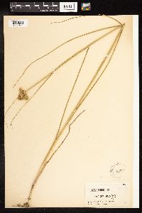 Juncus torreyi image