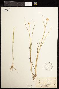Juncus torreyi image