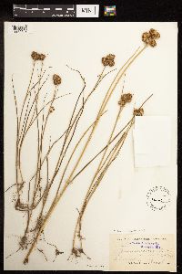 Juncus torreyi image