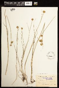 Juncus torreyi image