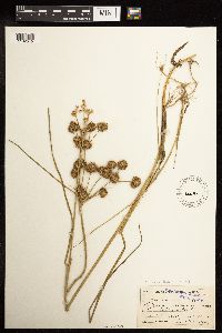 Juncus torreyi image