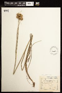 Juncus torreyi image
