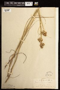 Juncus torreyi image