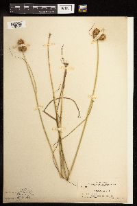 Juncus torreyi image