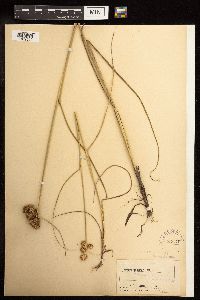 Juncus torreyi image