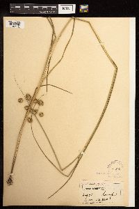 Juncus torreyi image