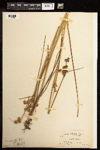 Juncus torreyi image