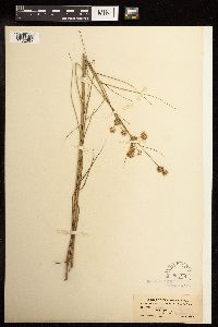 Juncus torreyi image