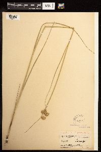 Juncus torreyi image