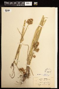 Juncus torreyi image