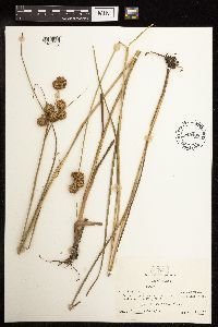 Juncus torreyi image