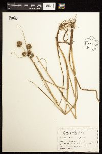 Juncus torreyi image
