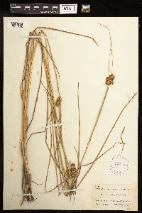Juncus torreyi image