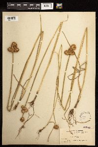 Juncus torreyi image