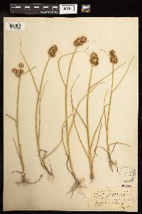 Juncus torreyi image