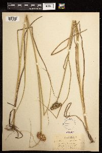 Juncus torreyi image