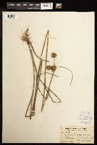 Juncus torreyi image