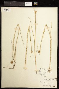 Juncus torreyi image