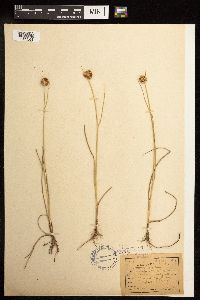 Juncus torreyi image