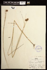 Juncus torreyi image