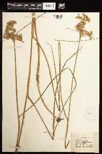 Juncus torreyi image