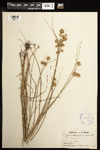 Juncus torreyi image