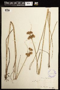 Juncus torreyi image