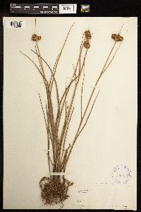 Juncus torreyi image