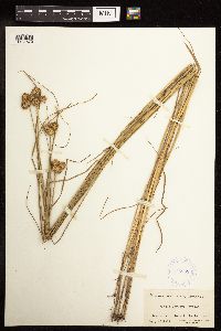 Juncus torreyi image