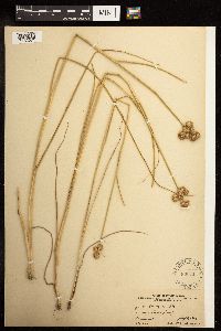 Juncus torreyi image