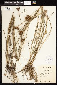 Juncus torreyi image