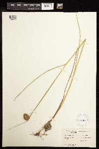 Juncus torreyi image
