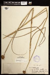 Juncus torreyi image