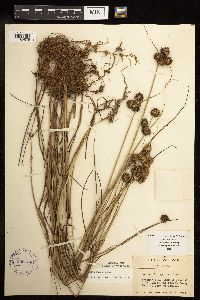 Juncus torreyi image