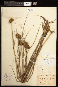 Juncus torreyi image