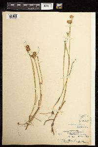 Juncus torreyi image