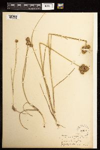 Juncus torreyi image