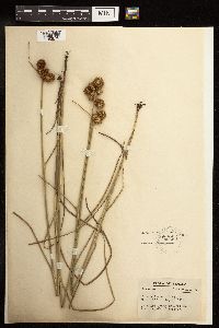 Juncus torreyi image