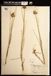 Juncus torreyi image