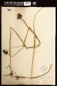 Juncus torreyi image